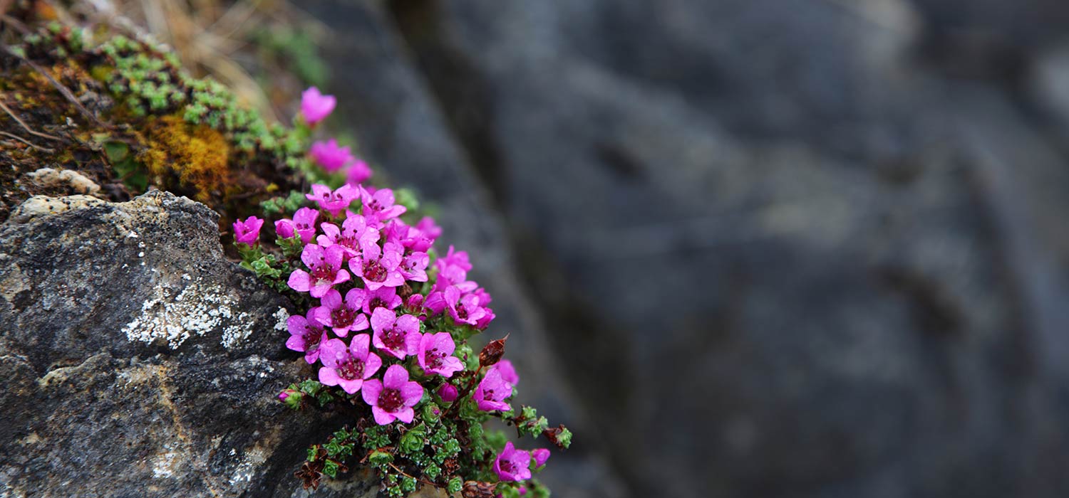 Bergblumen mit violetten Blüten einsam auf einer Felswand.